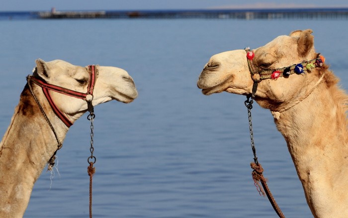 Two camels facing each other by the water