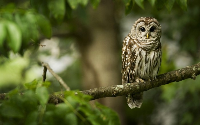 Barred owl perched on a tree branch