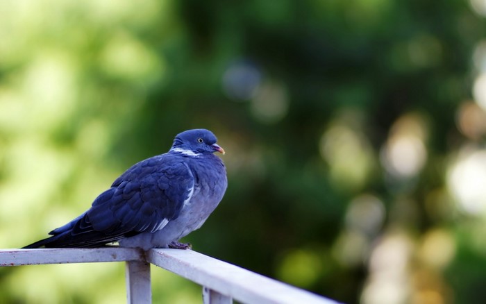 A pigeon perched on a railing with a blurred green background