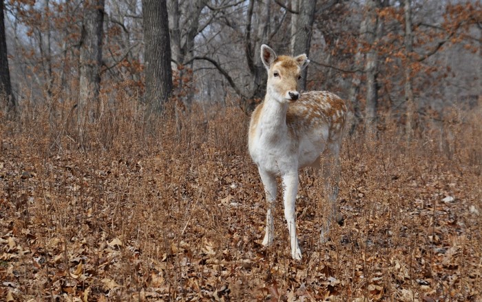 A young deer stands in a forest with dry leaves
