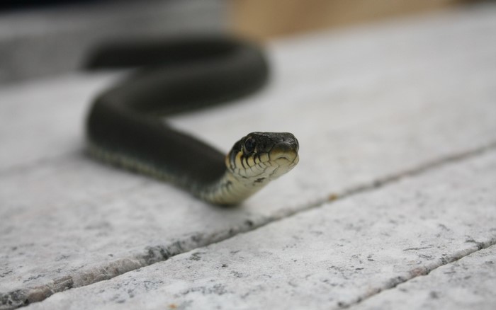 Close up of a grass snake on a textured surface