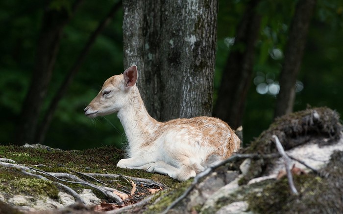 Fawn resting on mossy ground near a tree