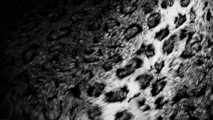 Close-up of leopard fur texture in monochrome