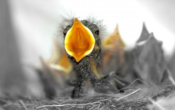 Baby bird with open mouth in a nest