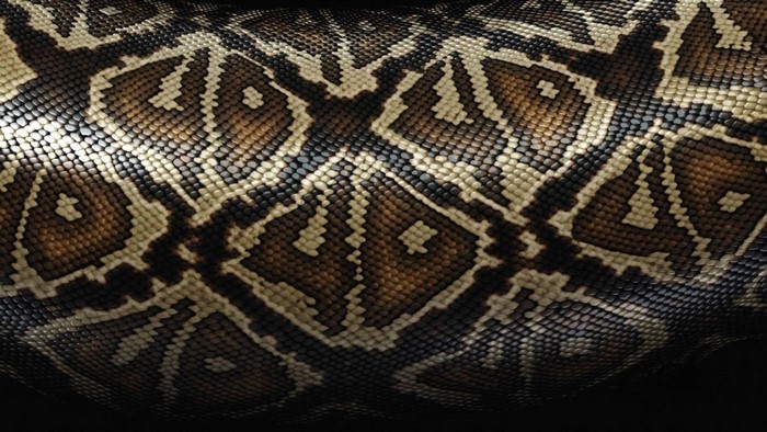 Close-up of snake skin pattern