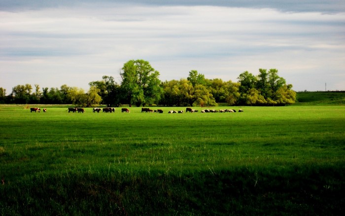 Cows grazing in a green pasture with trees in the background