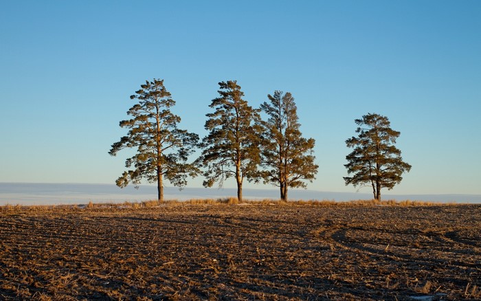 Four pine trees on a harvested field under a clear sky