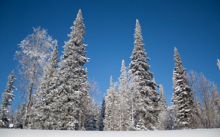 Snow-covered evergreen trees against a clear blue sky