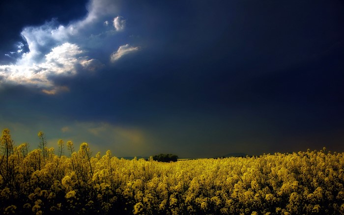 Field of yellow flowers under dark clouds