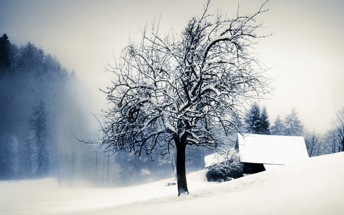 Snowy landscape with bare tree and cabin
