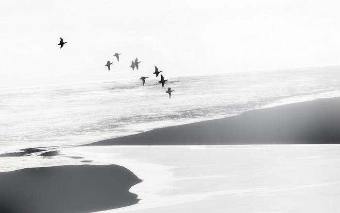 Birds flying over a snowy landscape and water