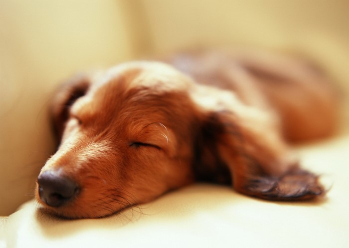 Close up of a sleeping dachshund puppy