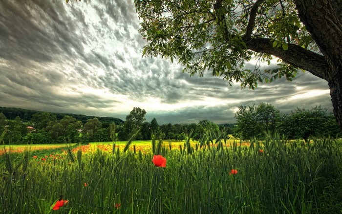 Field of poppies and wheat under dramatic clouds