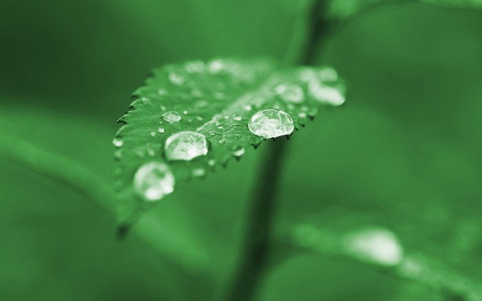 Close-up of green leaf with water droplets