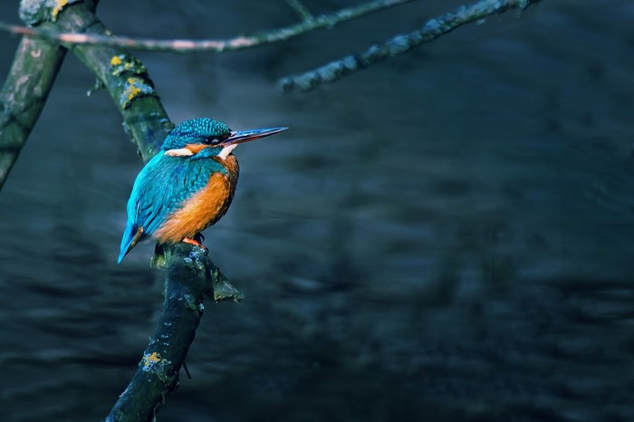 Kingfisher perched on a branch over dark water
