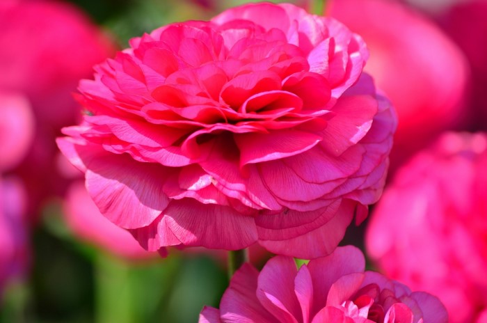 Close-up of a vibrant pink Ranunculus flower
