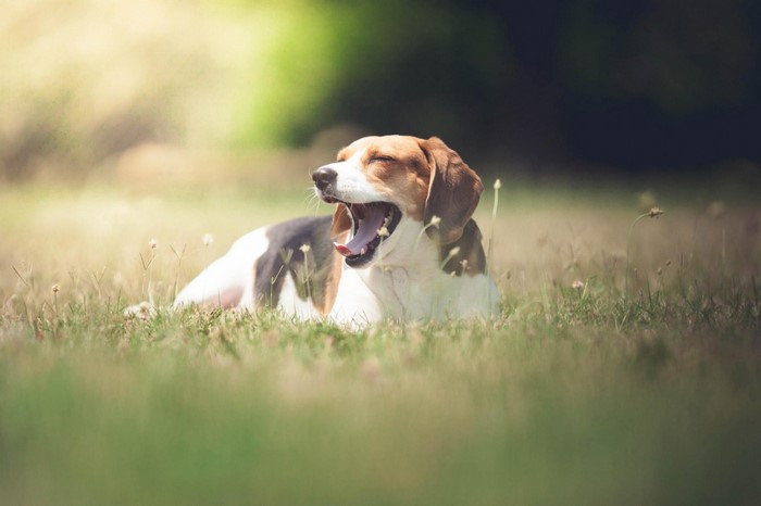 Beagle dog yawning in the grass