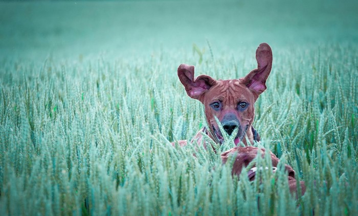 Brown dog with floppy ears in a wheat field