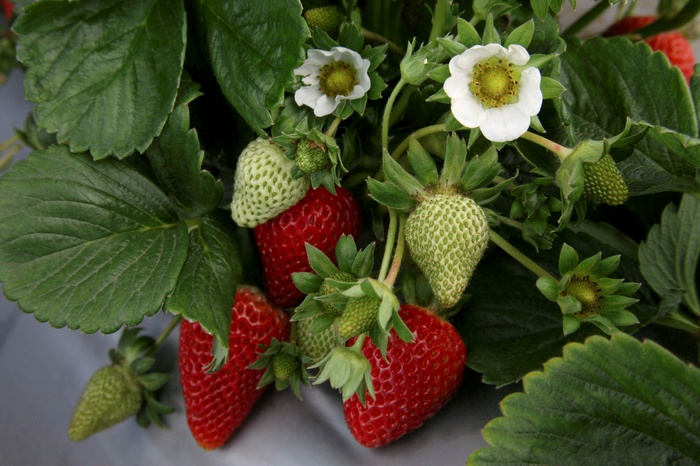 Strawberry plants with red and green fruits and white flowers
