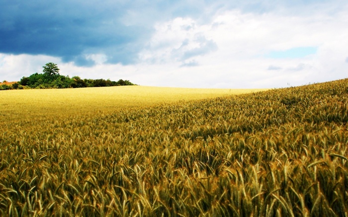 Wheat field under a cloudy sky