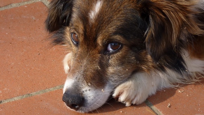 Close-up of a dog lying on a brick surface