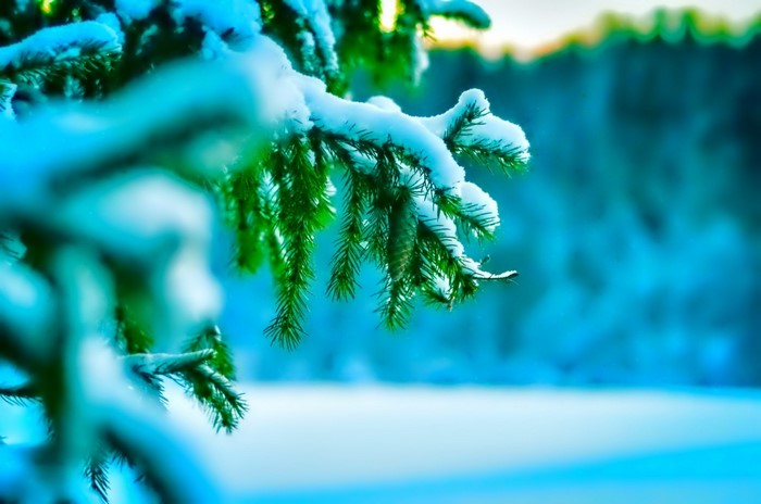 Snow-covered pine branch in winter forest