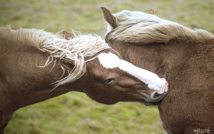 Two horses interacting in a grassy field