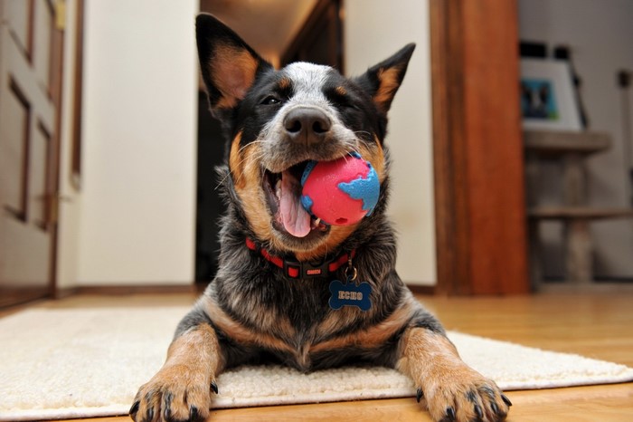 Happy dog with a ball in its mouth