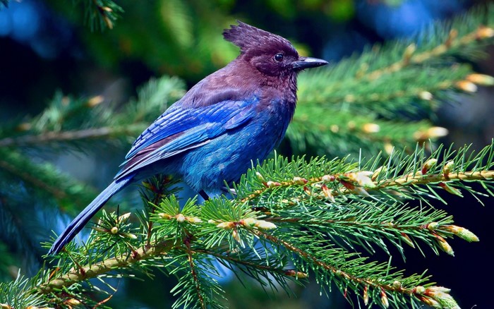 Steller's Jay perched on a pine branch