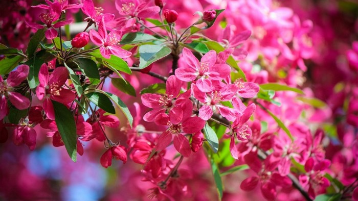 Close-up of pink crabapple blossoms on a branch
