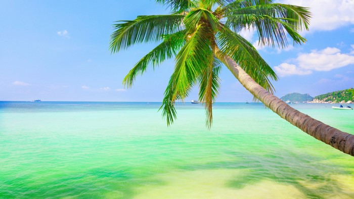 Palm tree over a turquoise ocean on a tropical island