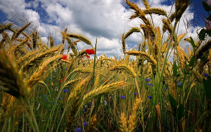 Wheat field with poppies and cornflowers under a cloudy sky
