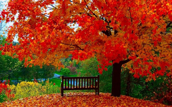 Vibrant Autumn Maple Tree with Fallen Leaves