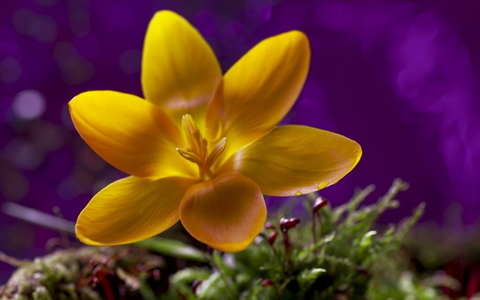 Yellow crocus flower with purple background and moss