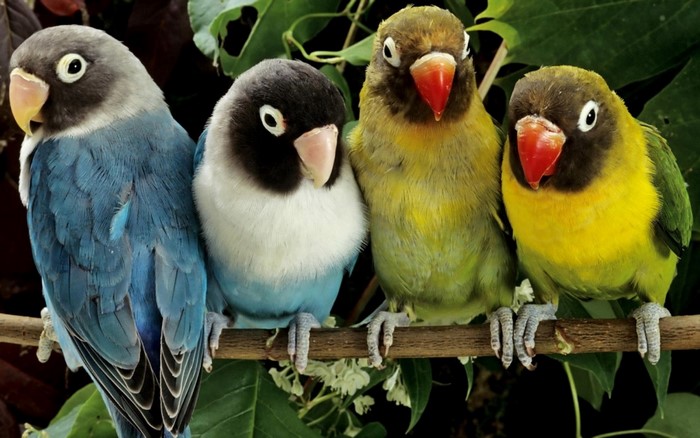 Colorful Lovebirds Perched on Branch