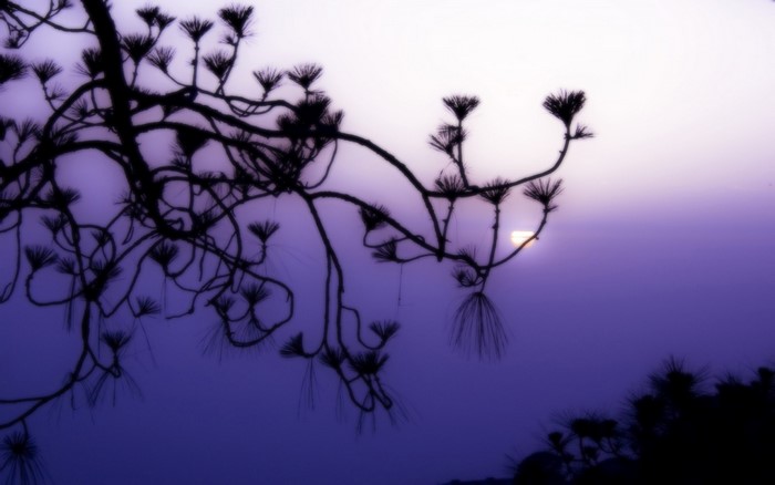 Silhouette of pine tree branches against a purple sky at sunrise