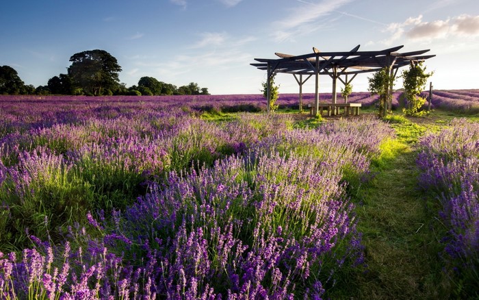 Lavender field with a wooden pergola and seating