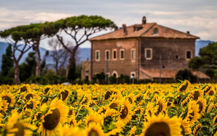 Field of sunflowers with a house and trees