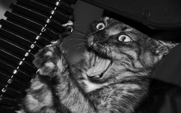 Close up of a tabby cat with mouth open