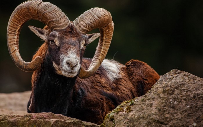 Mouflon ram with large curved horns resting on rocks