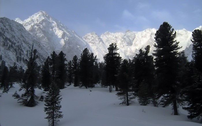 Snowy pine forest with snow-covered mountains in the background