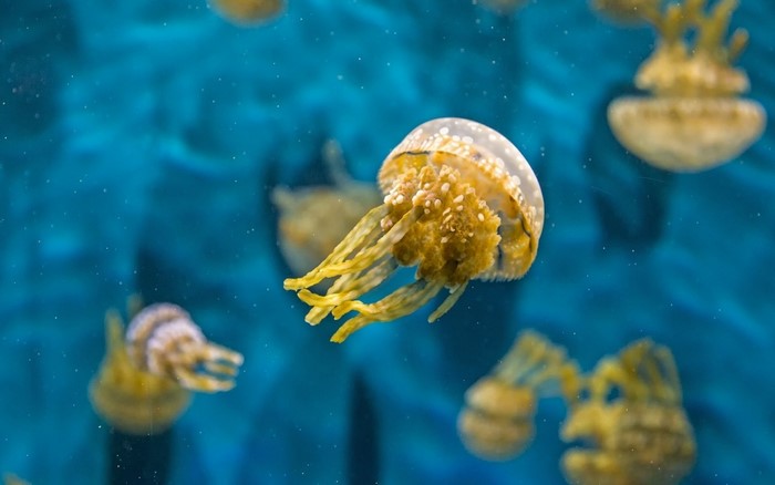 Several spotted jellyfish floating in blue water