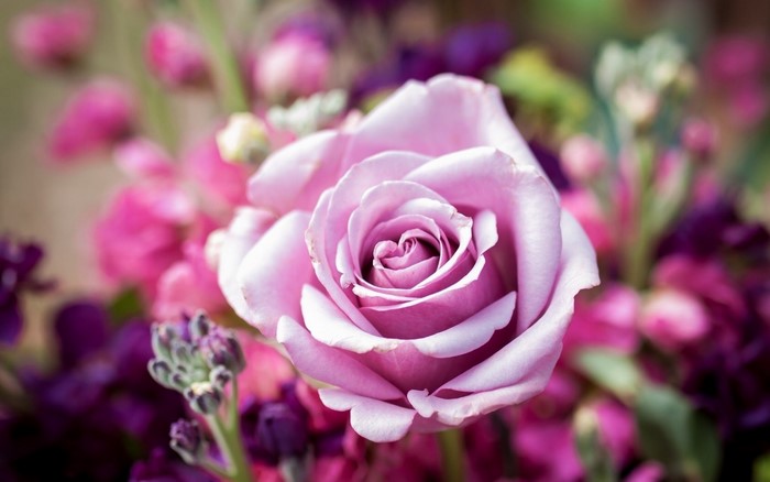 Close-up of Purple Rose with Vibrant Flowers