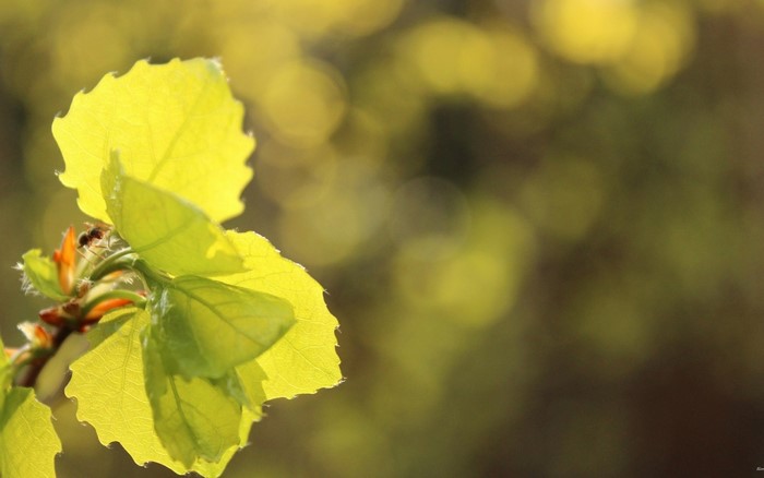 Close-up of ant on bright green leaves with bokeh background