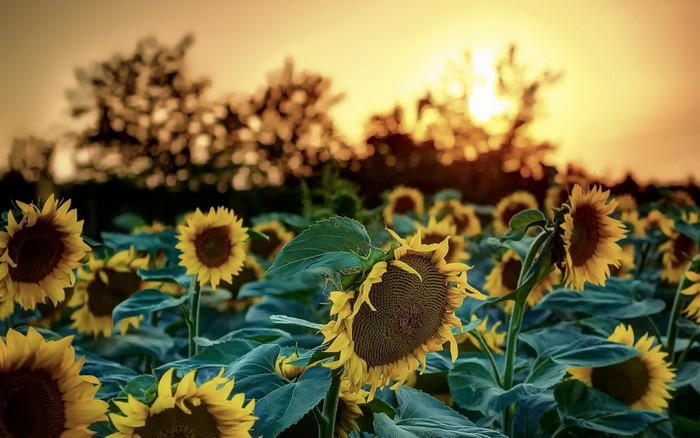 Field of sunflowers at sunset