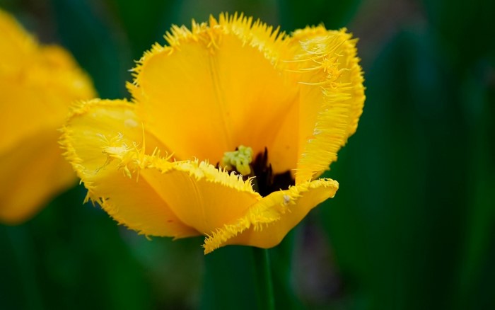 Close-Up of a Yellow Fringed Poppy Flower