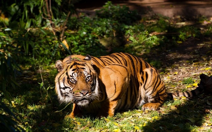 Tiger resting in a grassy area with foliage