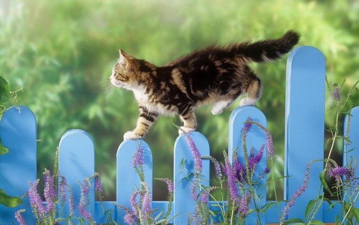 Kitten walking on a blue fence with flowers