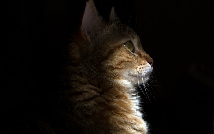 Close up of a tabby cat's face in profile