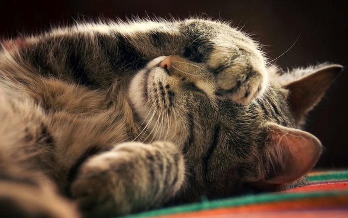 Close up of a tabby cat sleeping with paw over face